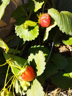 Foto que muestra un primer plano de fresas en la planta.